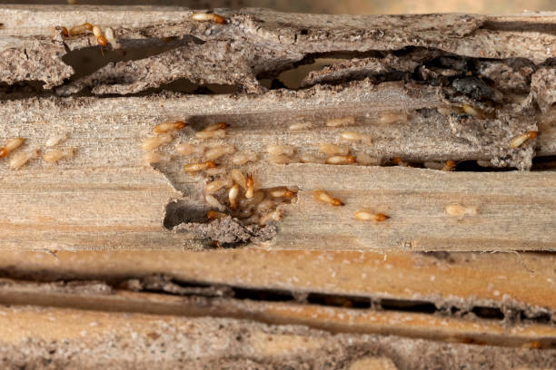 Best Residential Pest Control  in Upland, PA
